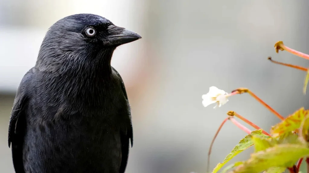 Te sperie ciorile din grădină? Iată de ce prezența lor e, de fapt, un semn de noroc pur
