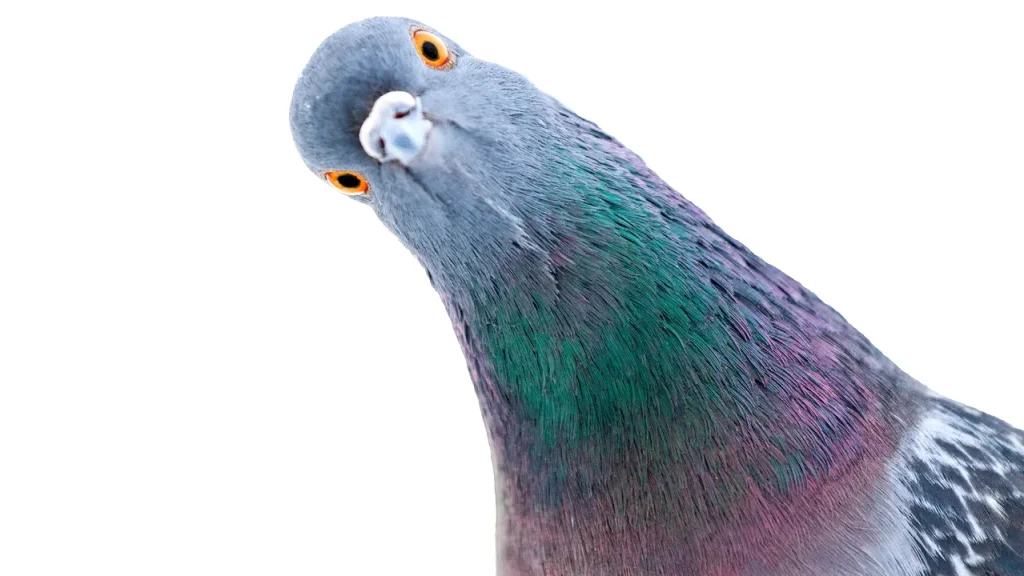 Adio, porumbei! Transformă-ți balconul în fortăreață cu bani puțini în 2026