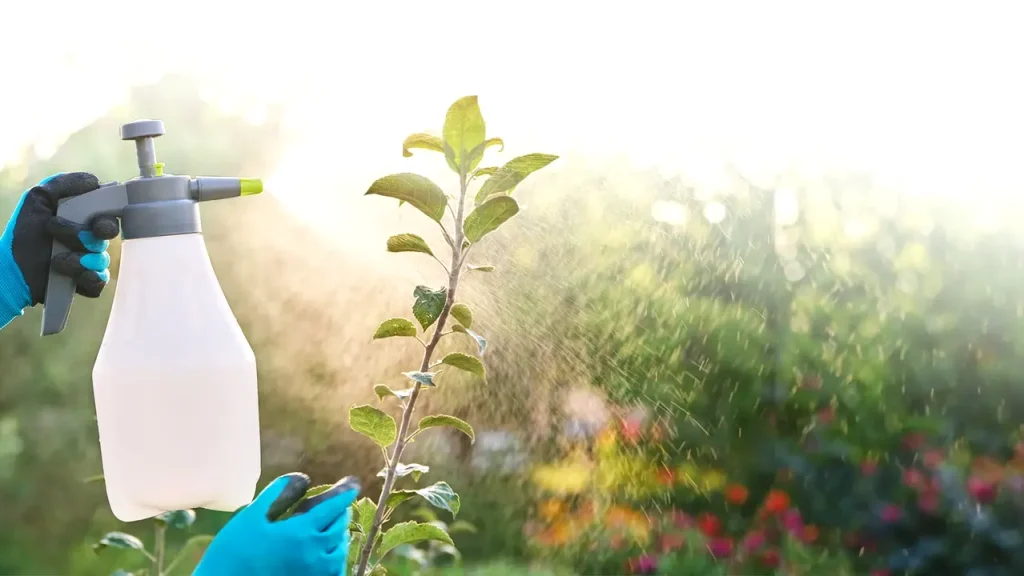 Nu rata momentul: Când se face stropirea cu cupru la pomii fructiferi pentru o recoltă record